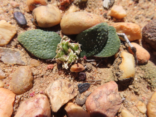 Nieuwoudtville Hedgehog Lily (Massonia tenella)