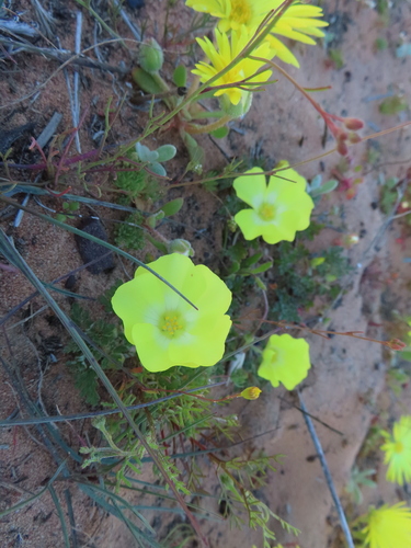 Image of Grielum humifusum by (c) linkie, some rights reserved (CC BY)