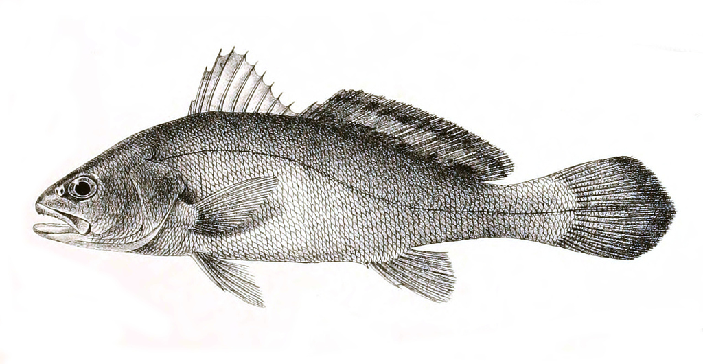Amoy Croaker