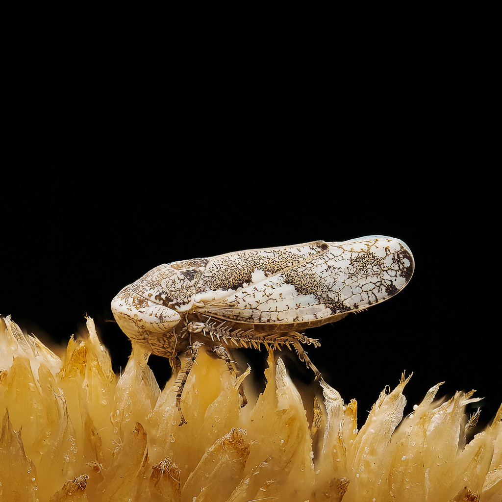 Norvellina curvata