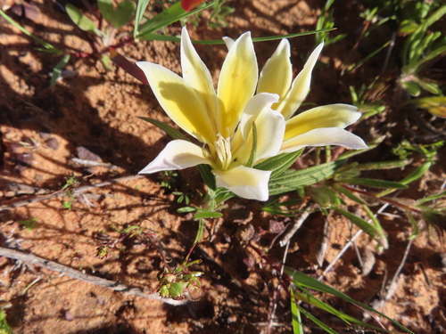 Image of Babiana vanzijliae by (c) linkie, some rights reserved (CC BY)