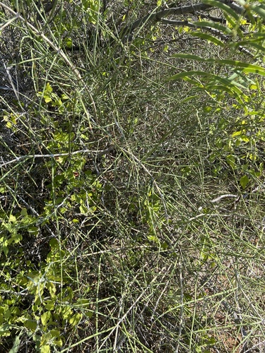 Image of Ephedra antisyphilitica by no rights reserved
