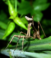 Phasmomantis sumichrasti