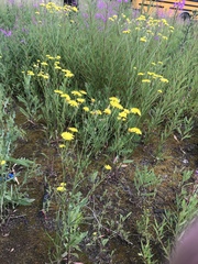 Crepis atribarba