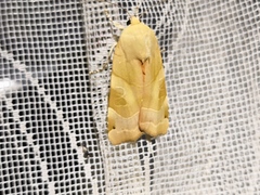 Noctua fimbriata