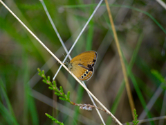 Coenonympha oedippus