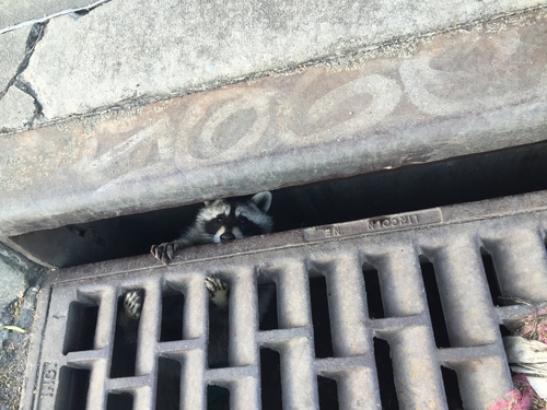 Common Raccoon photographed in Colorado