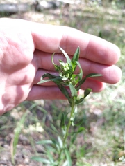 Erigeron acris droebachiensis