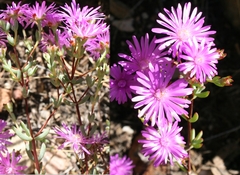 Lampranthus falcatus