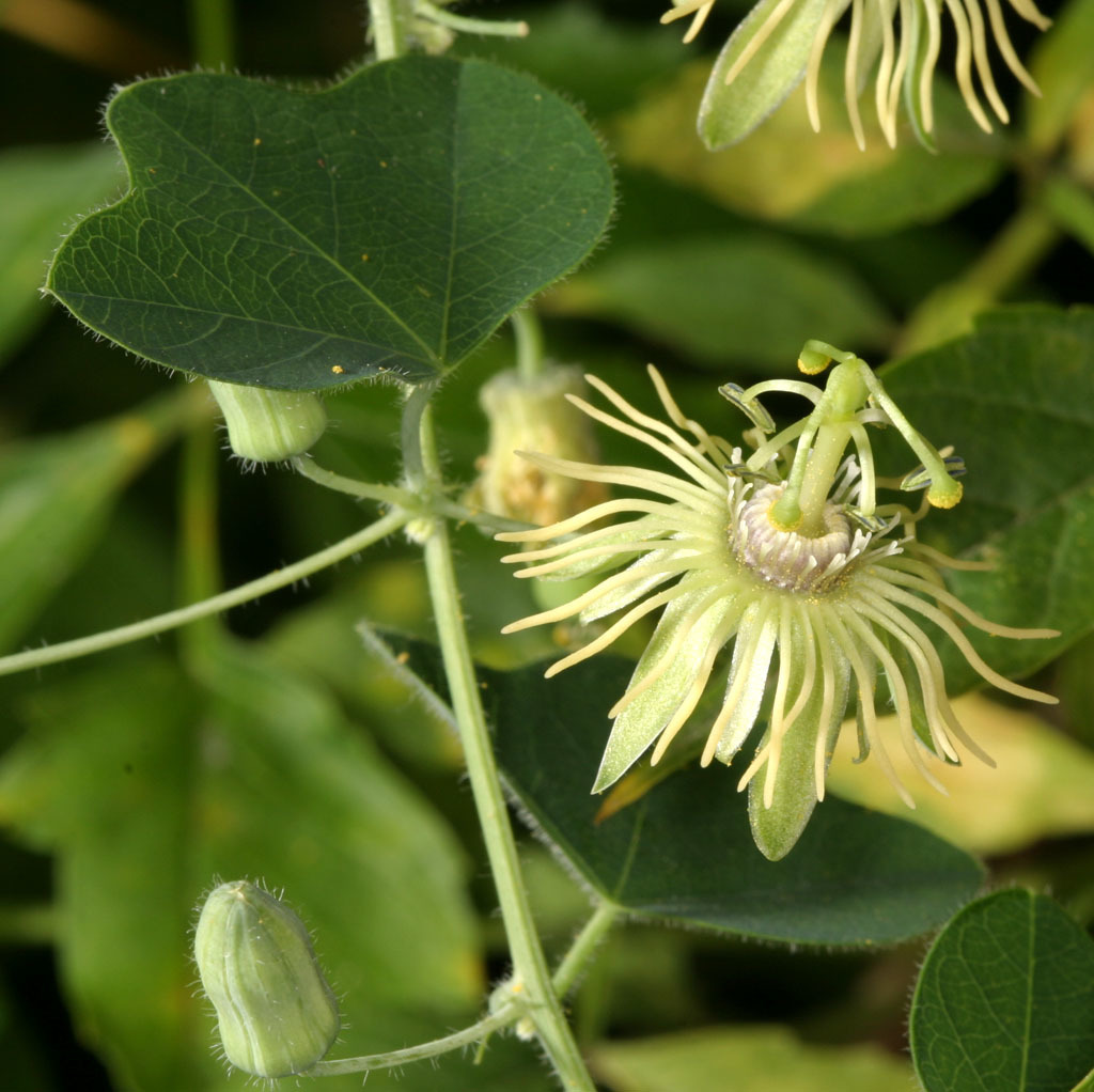 Yellow Passionflower (Waddill Wildlife Refuge) · iNaturalist