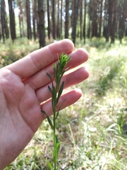 Erigeron acris droebachiensis