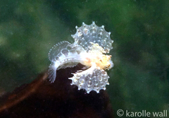 Nautichthys oculofasciatus