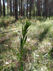 Erigeron acris droebachiensis