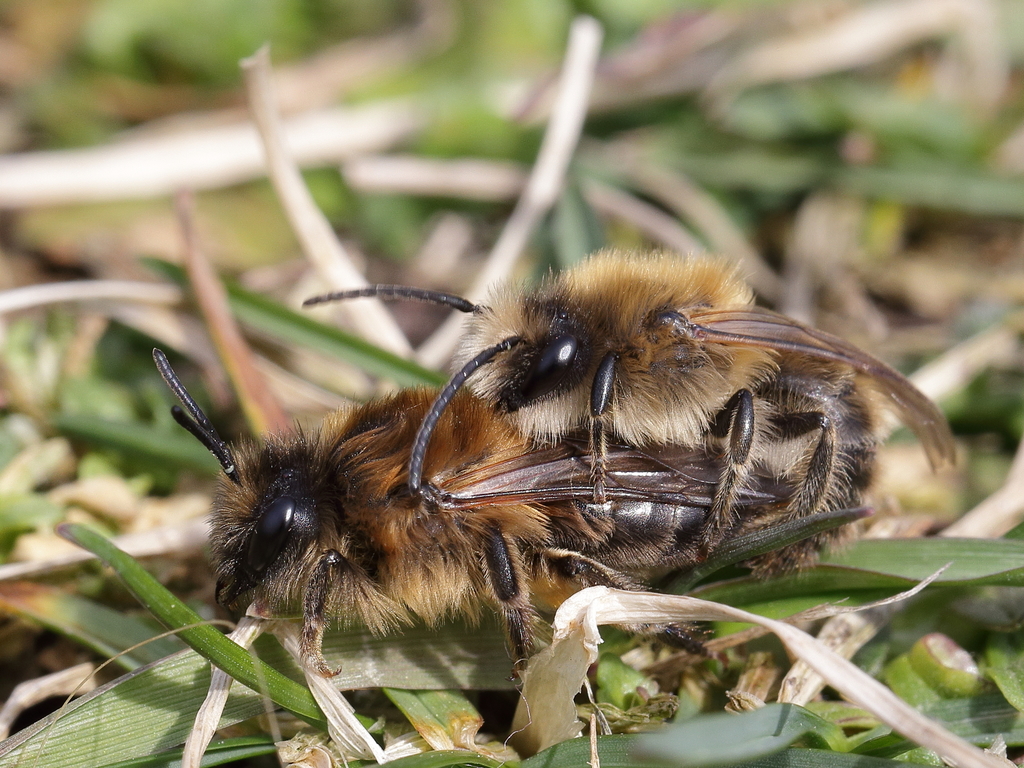 Colletes cunicularius subsp. celticus