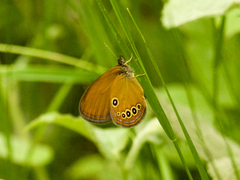 Coenonympha oedippus