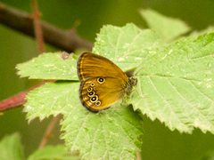 Coenonympha oedippus