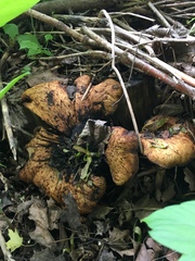 Cerioporus squamosus