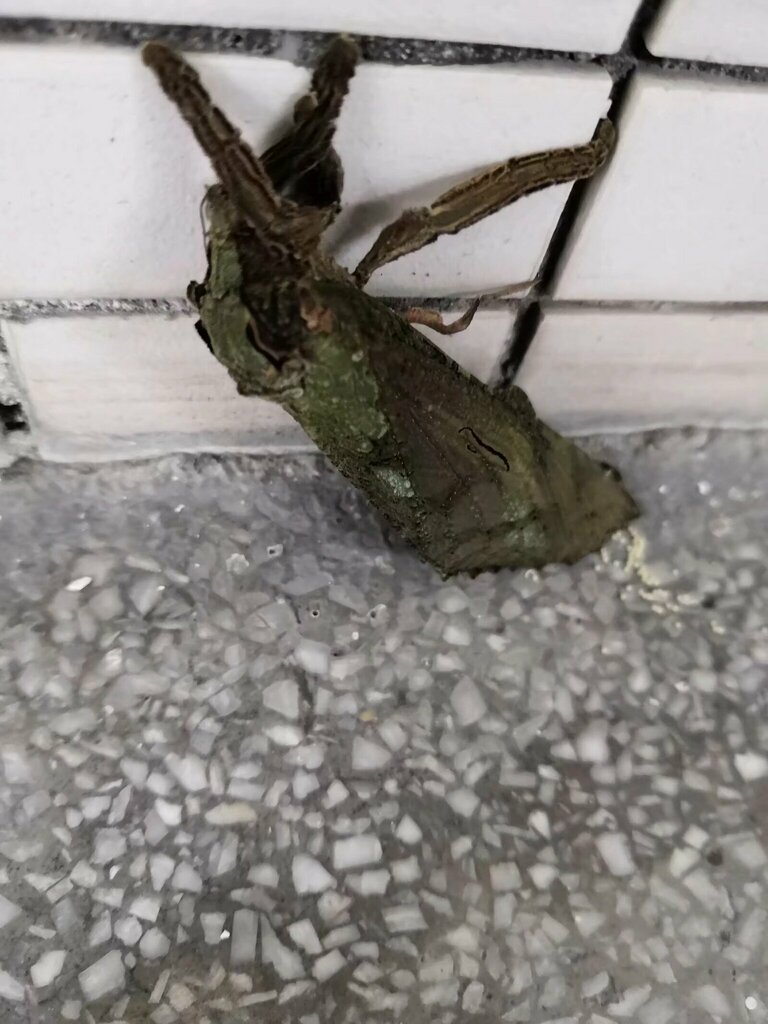 Endoclita crenilimbata