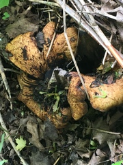 Cerioporus squamosus