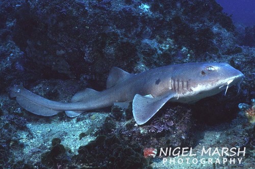 Colclough's shark (Brachaelurus colcloughi) — Brachaeluridae — 2
