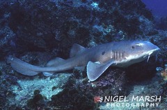 Brachaelurus colcloughi