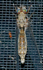 Ululodes floridanus