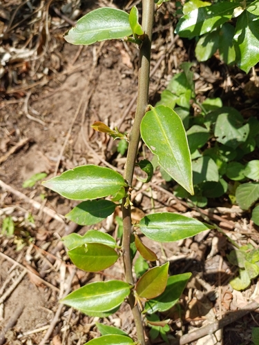 Image of Pereskia aculeata by (c) Margaret Burger, some rights reserved (CC BY-SA)