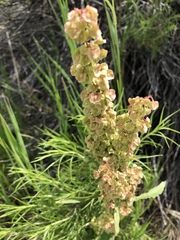 Rumex