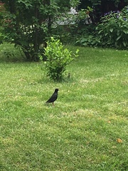 Sturnus vulgaris