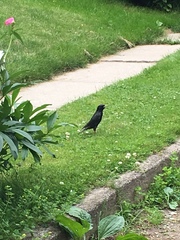 Sturnus vulgaris
