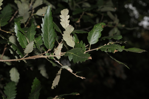 Quercus × hispanica, photograph 1