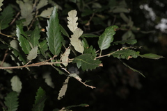 Quercus × hispanica, photograph Stephen James McWilliam, CC0, iNaturalist via GBIF