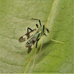 Stenochironomus hilaris