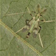 Stenochironomus hilaris