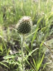 Cirsium