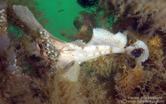Nautichthys oculofasciatus