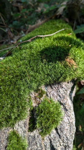 Image of Paraleucobryum longifolium by (c) aga_l_, some rights reserved (CC BY)