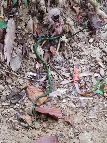 Photo of a Andaman Bronze-back (Dendrelaphis andamanensis)