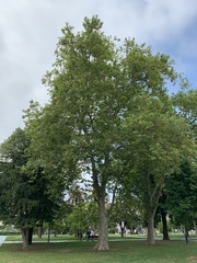 Platanus × hispanica