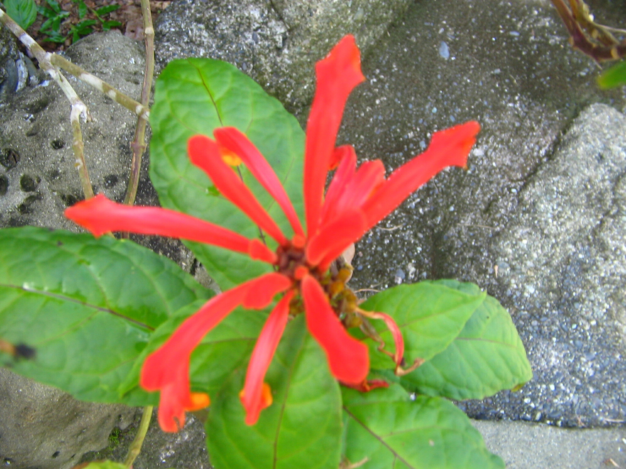 Costa Rican Skullcap (Scutellaria costaricana)