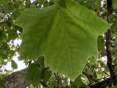Platanus × hispanica
