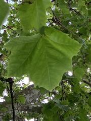 Platanus × hispanica