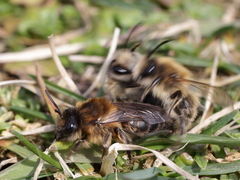 Colletes cunicularius