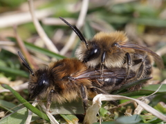 Colletes cunicularius