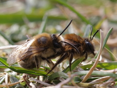 Colletes cunicularius