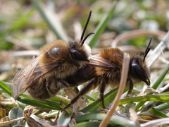 Colletes cunicularius