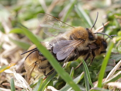 Colletes cunicularius