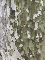 Platanus × hispanica