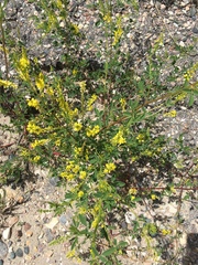 Melilotus officinalis