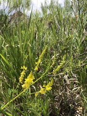 Melilotus officinalis